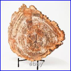 Polished Petrified Wood Slice Slab Decor Fossil Madagascar 12.75 6.44 lbs H0900