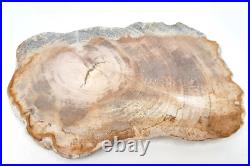 Polished Petrified Wood Slice, Stone Serving Plate, Petrified Wood Coaster