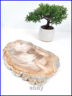 Polished Petrified Wood Slice, Stone Serving Plate, Petrified Wood Coaster