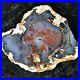 Polished_Petrified_Wood_Spruce_Hubbard_Basin_Nevada_9x7_75_Fossil_Geology_01_voz