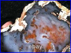 Polished Petrified Wood Spruce Hubbard Basin, Nevada 9x7.75 Fossil Geology