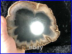 Polished Petrified Wood Tropical Apocenacea Lufkin, Texas Eocene 7.5x6