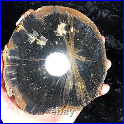 Polished Petrified Wood Tropical Hardwood Indonesia 6.25x6 Miocene Geology