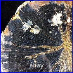 Polished Petrified Wood Tropical Hardwood Indonesia 6.25x6 Miocene Geology
