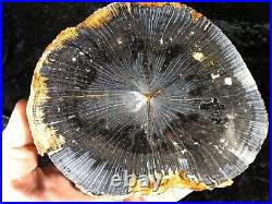 Polished Petrified Wood Tropical Hardwood Indonesia 6.75x5.5 Miocene Geology