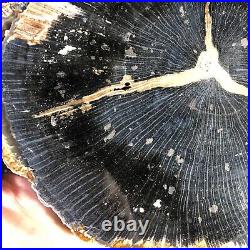 Polished Petrified Wood Tropical Hardwood Indonesia 7x6.5 Miocene Geology