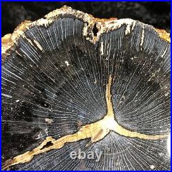 Polished Petrified Wood Tropical Hardwood Indonesia 7x6.75 Miocene Geology