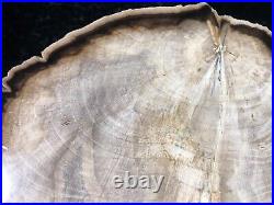 Polished Petrified Wood Tropical Plumeria Lufkin, Texas Yegua Formation 7.75x6