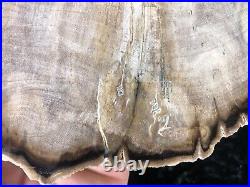 Polished Petrified Wood Tropical Plumeria Lufkin, Texas Yegua Formation 7.75x6
