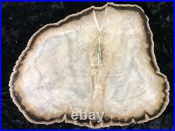 Polished Petrified Wood Tropical Plumeria Lufkin, Texas Yegua Formation 8x6