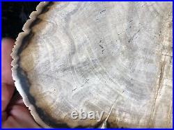 Polished Petrified Wood Tropical Plumeria Lufkin, Texas Yegua Formation 8x6