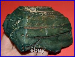 Polished Rare Green Jasper Replaced Petrified Wood Limb Casting Collected Oregon