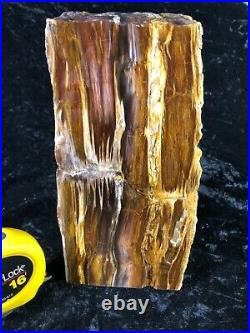 Polished SelfStanding Longitudinal Cut Petrified Juniper Wood Tuscarora, NV 9
