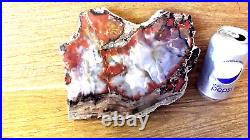 Polished Side of Petrified Wood Rich Rust Colors Approx. 7 x 9 GC Free S/H