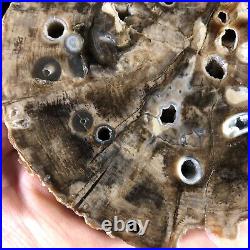 Polished Teredo Bored Petrified Wood Juniper Kerrville, Texas Cretaceous 5.25x5