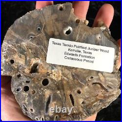 Polished Teredo Bored Petrified Wood Juniper Kerrville, Texas Cretaceous 5.25x5