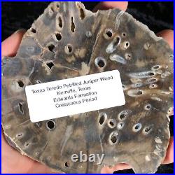 Polished Teredo Bored Petrified Wood Juniper Kerrville, Texas Cretaceous 5.5x5