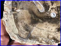 Polished Teredo Bored Petrified Wood Juniper Kerrville, Texas Cretaceous 6x5