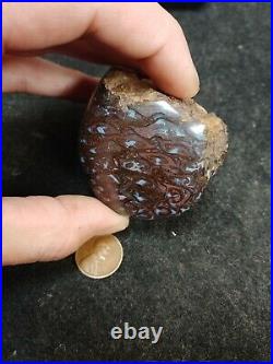 Polished piece of Paleo Osmunda Petrified Fern from Australia
