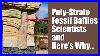Poly_Strate_Tree_Fossil_Baffles_Conventional_Geology_01_hufg