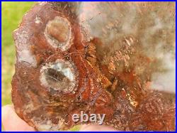 Polyporite Fungus Petrified Wood Arizona St Johns U. V. Reactive Polyporite Fungus Petrified Wood Arizona St Johns U. V. Reactive