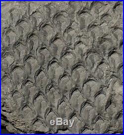 Pre dinosaur fossil plant huge classic coal age lycopod Lepidodendron obovatum