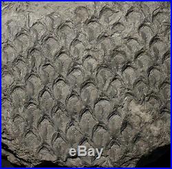 Pre dinosaur fossil plant huge classic coal age lycopod Lepidodendron obovatum