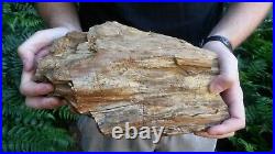 Prehistoric Petrified Fossilized Wood Slab from Colorado, Have 600+ Lbs