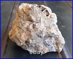Prehistoric Sea Shell and Mother of Pearl Fossil Cluster
