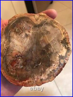 Prettified fossilized Agatized Aracaria Utah Wood Crystal Gemstone Specimen 000