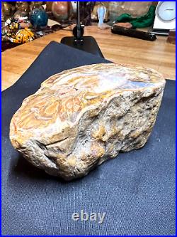 Prettified fossilized Agatized Aracaria Utah Wood Crystal Gemstone Specimen 003