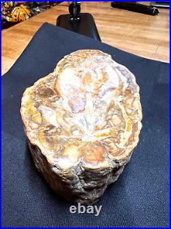 Prettified fossilized Agatized Aracaria Utah Wood Crystal Gemstone Specimen 003