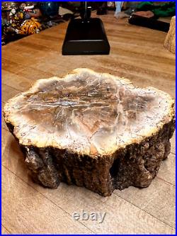 Prettified fossilized Agatized Araucaria Utah Wood Crystal Gemstone Specimen 005