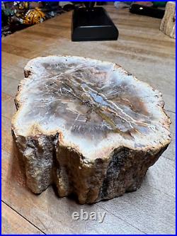 Prettified fossilized Agatized Araucaria Utah Wood Crystal Gemstone Specimen 005