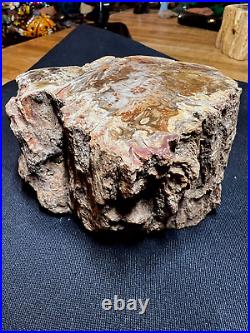 Prettified fossilized Agatized Araucaria Utah Wood Crystal Gemstone Specimen 006