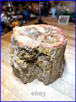 Prettified fossilized Agatized Araucaria Utah Wood Crystal Gemstone Specimen 007