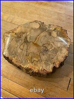 Prettified fossilized Agatized Araucaria Utah Wood Crystal Gemstone Specimen 555