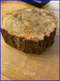Prettified fossilized Agatized Araucaria Utah Wood Crystal Gemstone Specimen 555