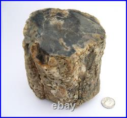 Purple Black Tan Petrified Wood Log Growth Rings Bark Specimen Collect Display