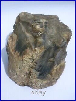 Purple Black Tan Petrified Wood Log Growth Rings Bark Specimen Collect Display