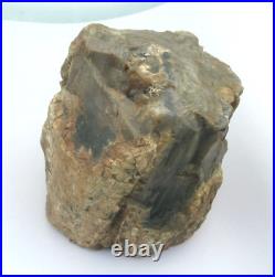 Purple Black Tan Petrified Wood Log Growth Rings Bark Specimen Collect Display
