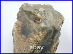Purple Black Tan Petrified Wood Log Growth Rings Bark Specimen Collect Display