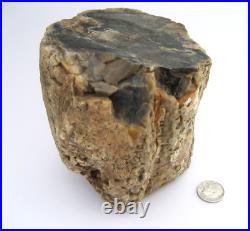 Purple Black Tan Petrified Wood Log Growth Rings Bark Specimen Collect Display