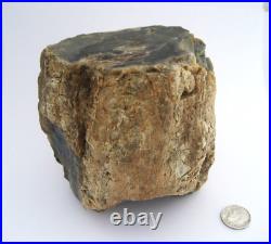 Purple Black Tan Petrified Wood Log Growth Rings Bark Specimen Collect Display