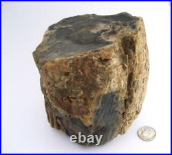 Purple Black Tan Petrified Wood Log Growth Rings Bark Specimen Collect Display