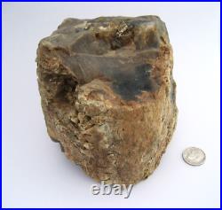 Purple Black Tan Petrified Wood Log Growth Rings Bark Specimen Collect Display