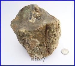 Purple Black Tan Petrified Wood Log Growth Rings Bark Specimen Collect Display