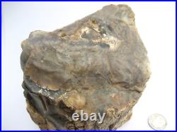 Purple Black Tan Petrified Wood Log Growth Rings Bark Specimen Collect Display