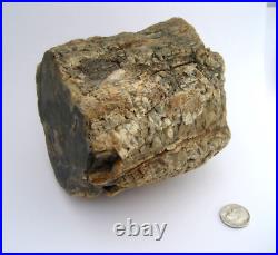 Purple Black Tan Petrified Wood Log Growth Rings Bark Specimen Collect Display