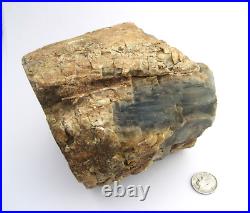 Purple Black Tan Petrified Wood Log Growth Rings Bark Specimen Collect Display